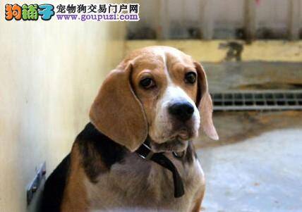 爱犬“牛牛”你在哪里？狗主整个国庆都在苦寻爱犬