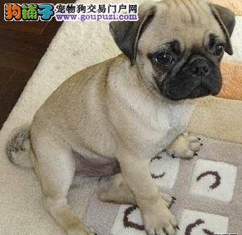 巴哥犬总是乱叫如何改正这个毛病