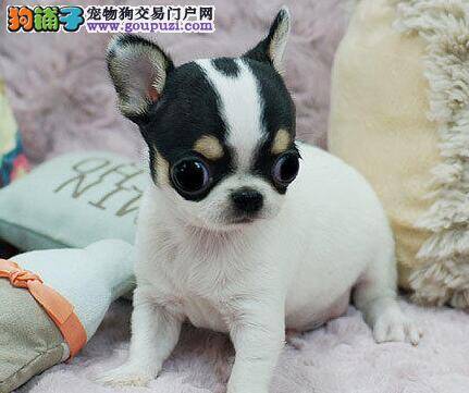 吉娃娃最近总拉肚子，求助