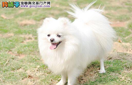 宠物医生支招 博美犬口吐黄水应如何医治