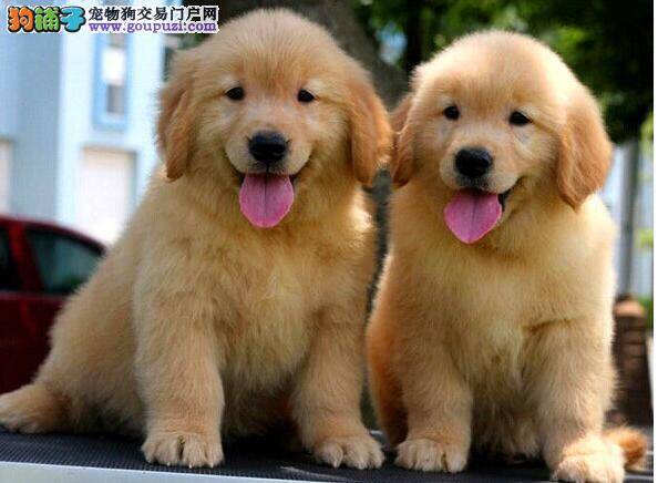 春季金毛犬洗澡一定要注意