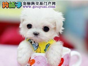 茶杯犬站不起来，总叫唤是什么原因