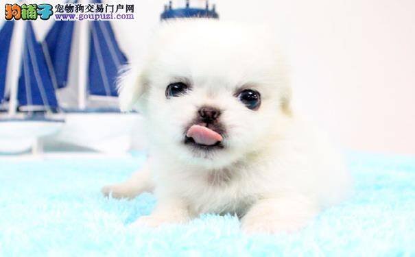 京巴犬乱叫怎么办 训练京巴犬不乱叫的方法