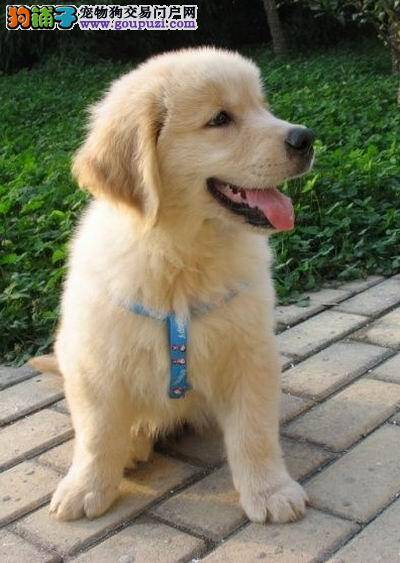 金毛犬身上出现跳蚤应如何消灭