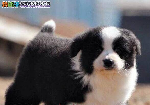 怎样帮助边境牧羊犬更好的过冬