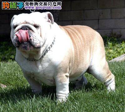 养狗常识精选 饲养斗牛犬的相关事宜