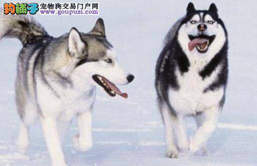 告诉你挑选阿拉斯加雪橇犬的原则有哪些