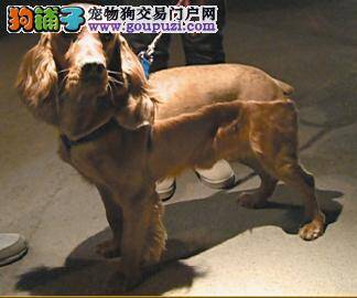 为小英卡犬寻找主人