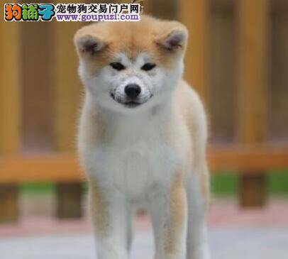 6个月的秋田犬总干呕、吐黄水是什么问题