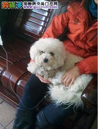哈尔滨一京巴犬患上糖尿病 每月需花800元药费