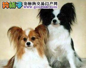 蝴蝶犬鼻子褪色该怎么恢复呢