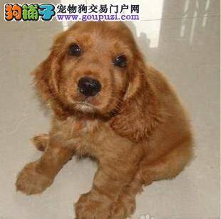 选购可卡犬要了解狗狗的基本特征