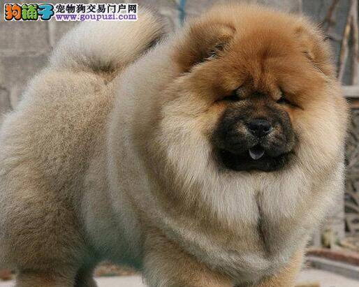 怎样教松狮犬定点上厕所 求帮助