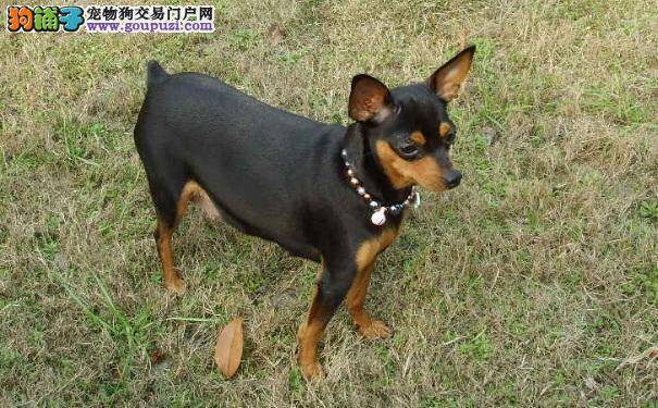 小鹿犬怎么洗澡 给小鹿犬洗澡的方法