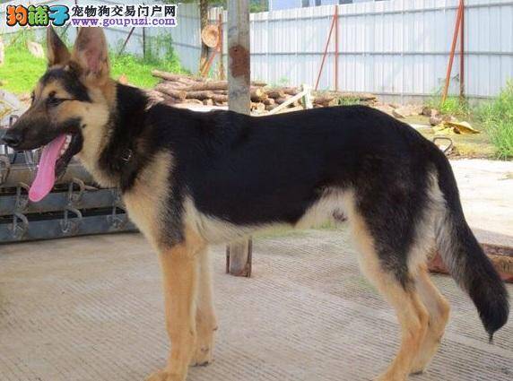 昆明犬幼犬吃什么？幼犬的喂食方法