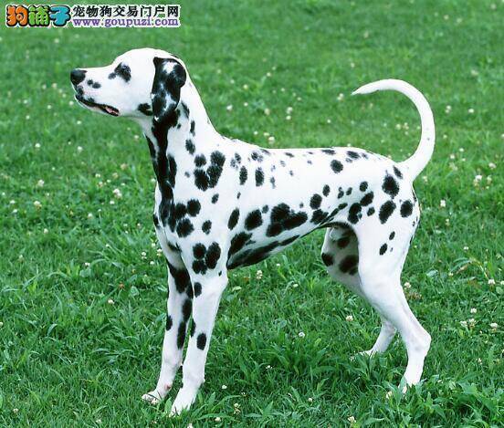 斑点狗的生活习惯和性格特征有哪些