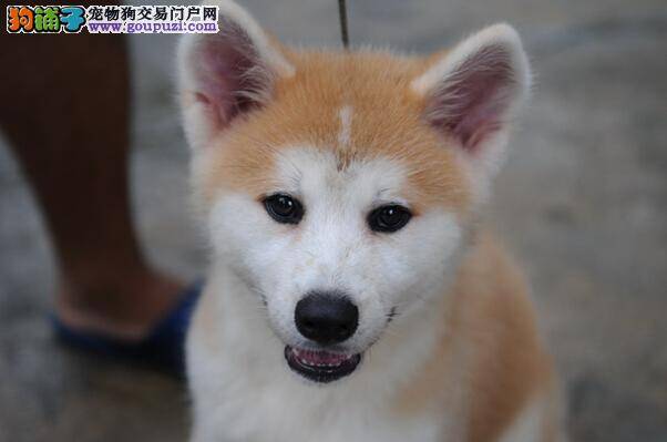 避暑降温有绝招 让秋田犬清凉过夏方法多
