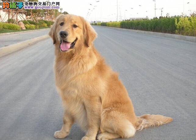 最优秀的金毛犬有哪些性格特点
