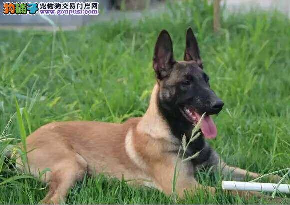 马犬腹泻，厌食如何解决这个问题