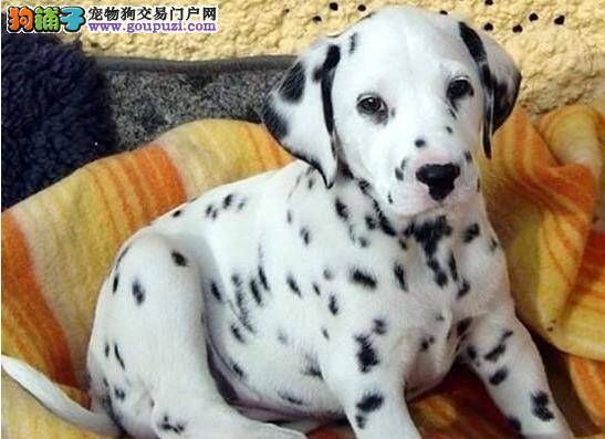 斑点狗这段时间里不停的呕吐，如何是好