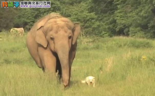 狗狗住院大象守候3周 更运它返乡 久立墓前