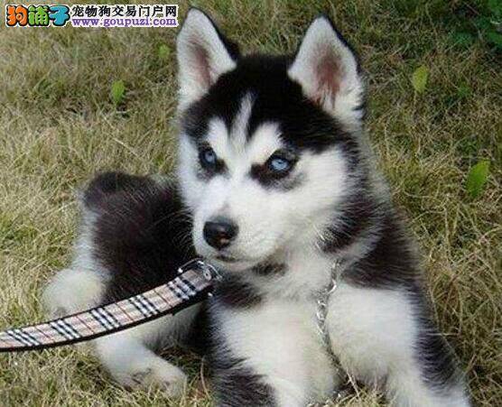 哈士奇不爱吃东西，日渐消瘦是怎么了