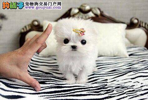 马尔济斯犬细小康复后，吃什么食物好