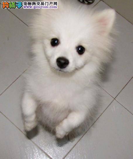 银狐犬夏季生活的饲养典范