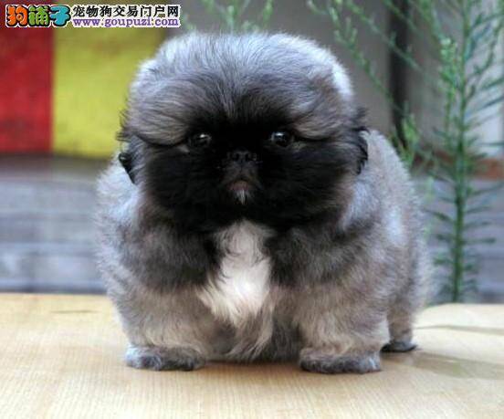 饲养常识 如何照顾好年幼的京巴犬