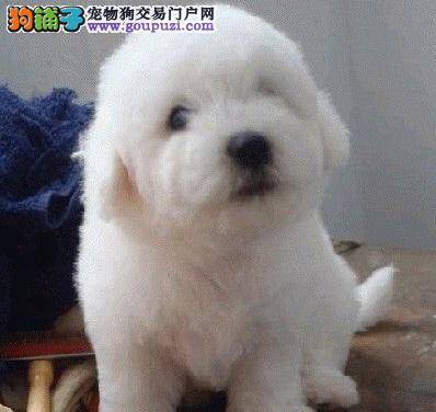 选购健康的比熊犬，让饲养更加轻松