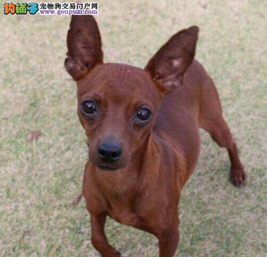 揭秘不实商家，小鹿犬并非迷你杜宾犬