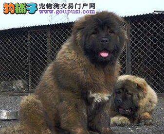 高加索犬的眼睛有点红，而且有血丝怎么办
