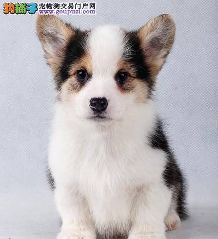 为什么柯基犬不爱吃东西，生病了吗