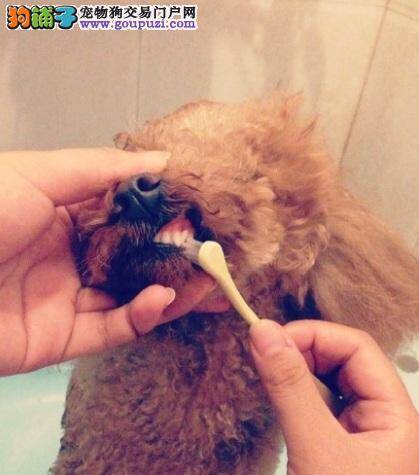 预防泰迪犬口臭 定期给狗狗刷牙的方法