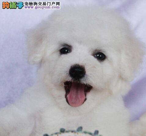 比熊犬有时候喘气声很重这是什么原因造成的