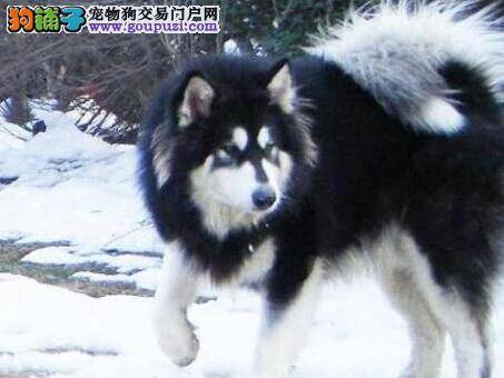 新宠主如何成为阿拉斯加雪橇犬眼中的“独一无二”