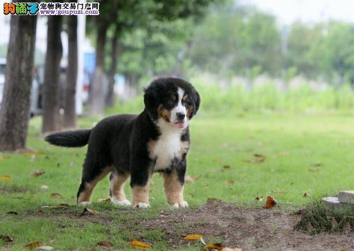 关于伯恩山犬的领袖意识你了解多少