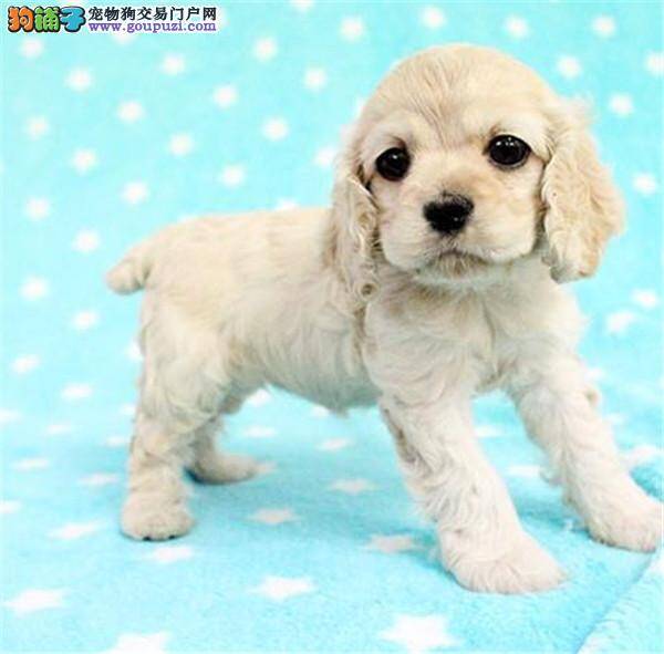 可卡犬为什么会突然间拉稀呕吐