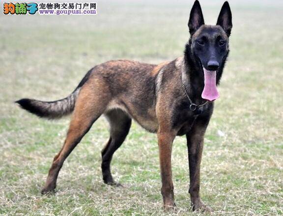 制定喂养次数 分析马犬幼犬最适合每天喂食多少次