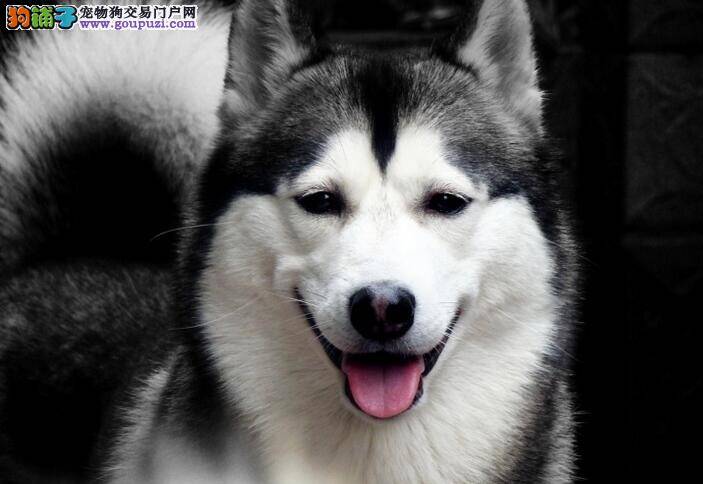 简单介绍一下西伯利亚雪橇犬（哈士奇）