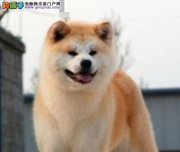 夏季护理秋田犬主抓衣食住行四个方面