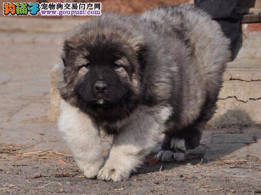 关于高加索犬被毛的养护细则介绍