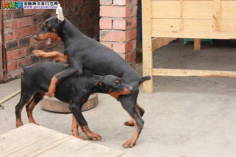 选狗品种：杜宾犬 英挺骄傲护卫