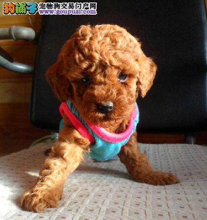 贵宾犬拉稀应该怎么办 应如何医治