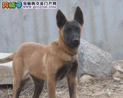 狗狗护理常识全知道 如何护理马犬的口腔健康