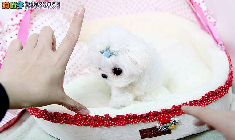 13岁的老马尔济斯犬嗜睡正常吗