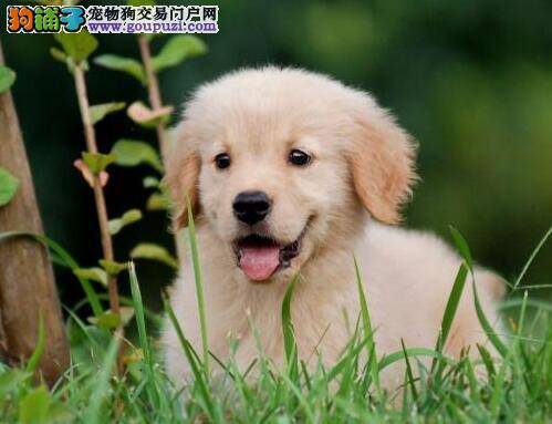主人们选择注射过疫苗的金毛犬才是“王道”