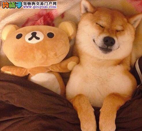 柴犬常出现的异常症状都有哪些