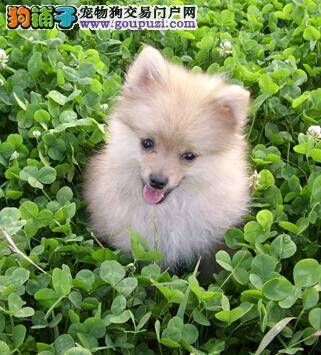 狗狗健康欠佳的征兆 博美犬身体出问题有哪些异常表现