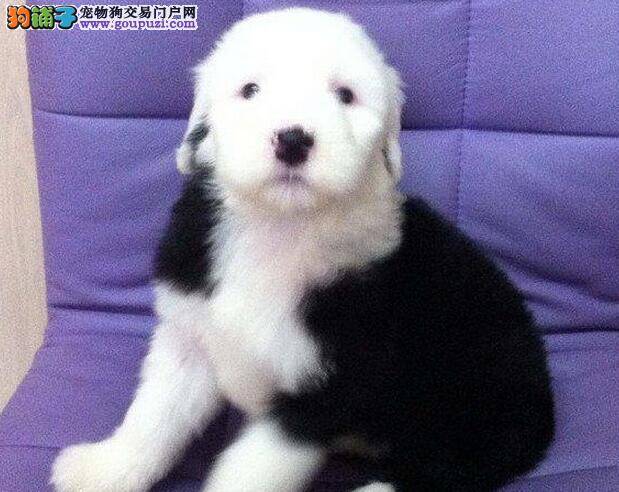 古代牧羊犬有螨虫怎么办